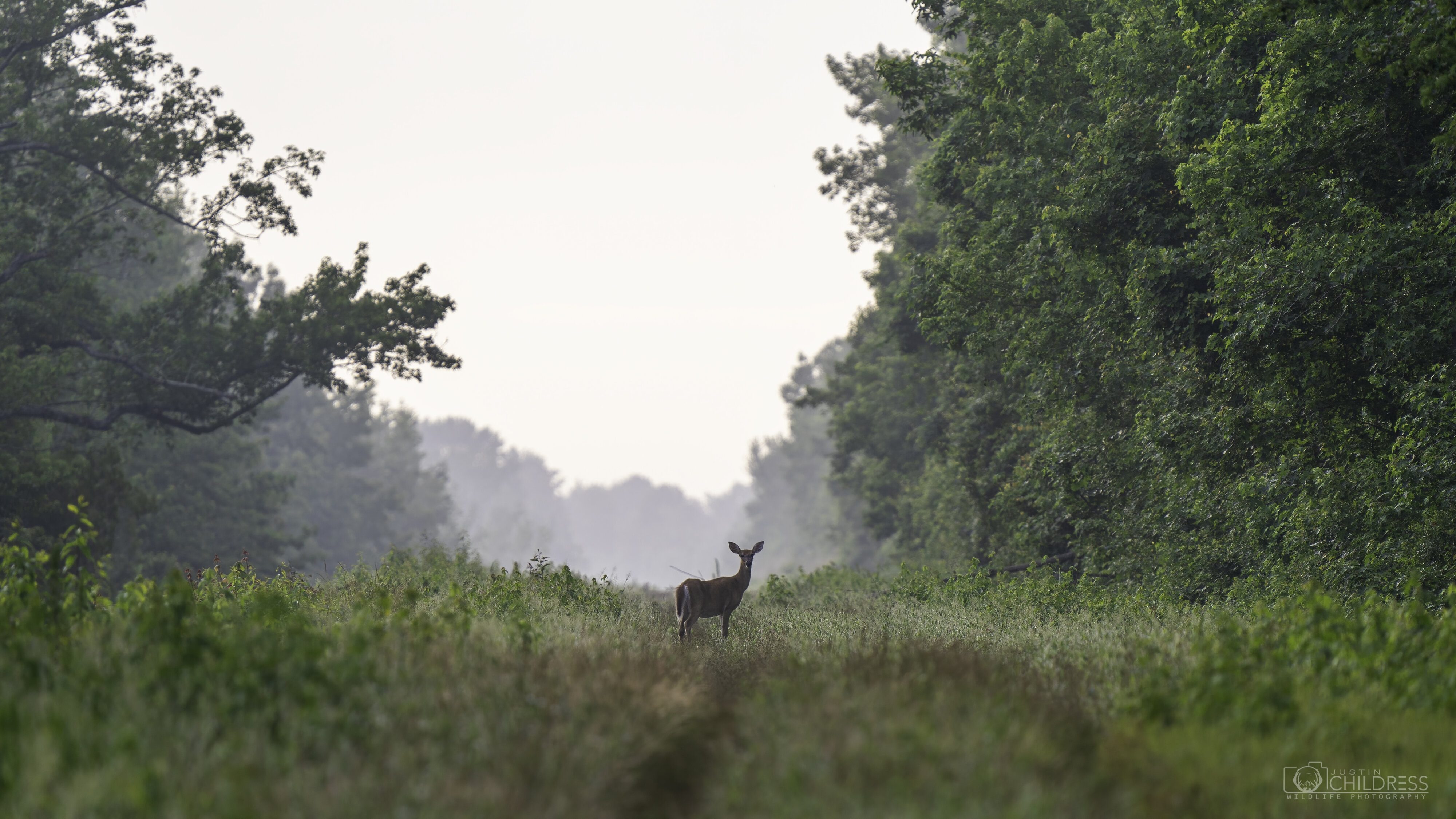 Whitetail Deer