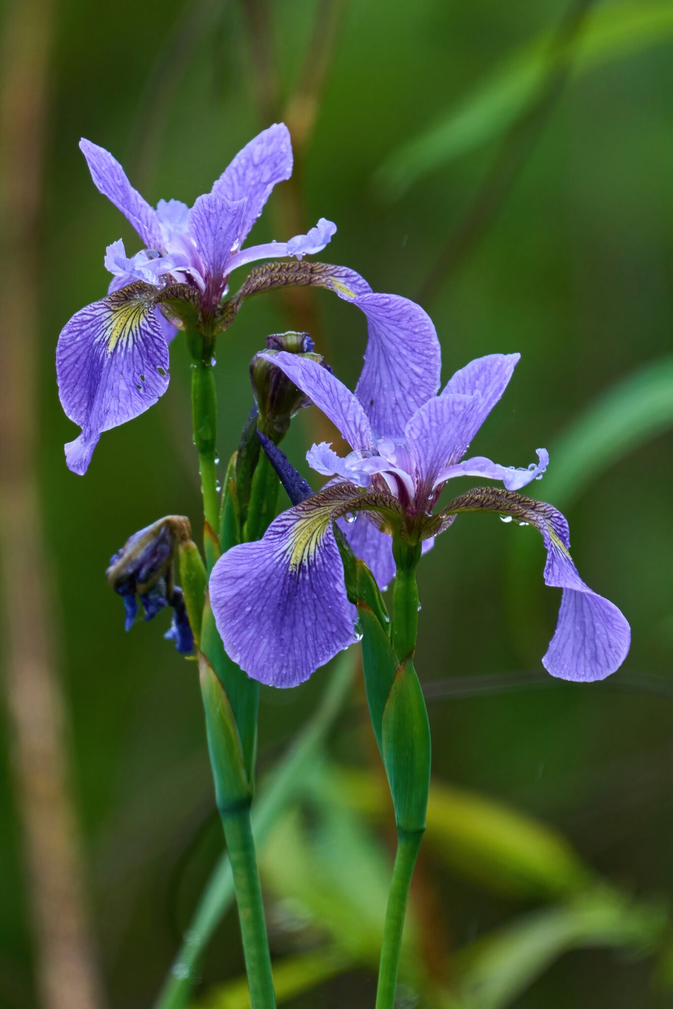 Wild Iris - Bonbay Hook NWR - 05202023 - 01-DN.jpg