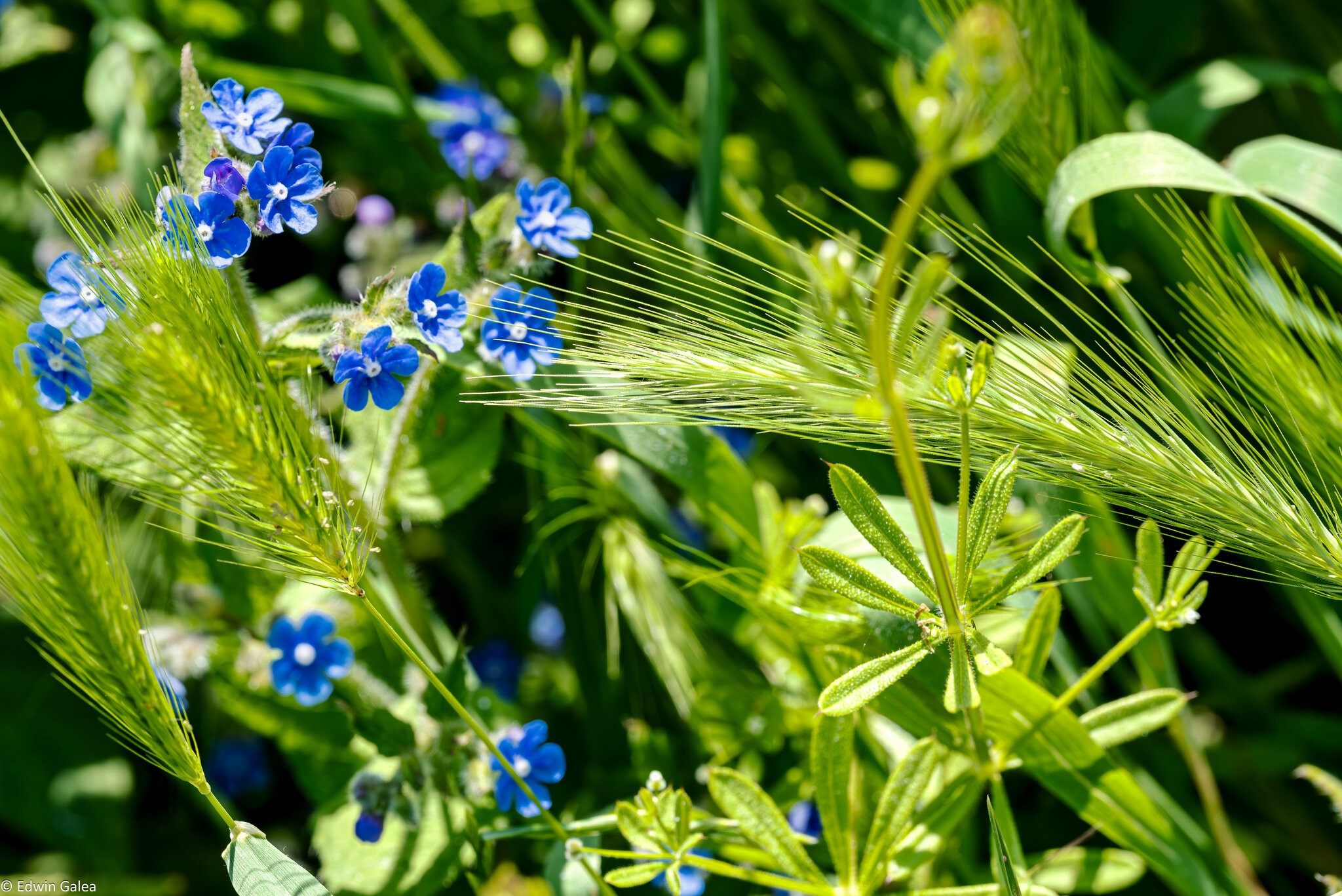 wildflower meadow-2.jpg