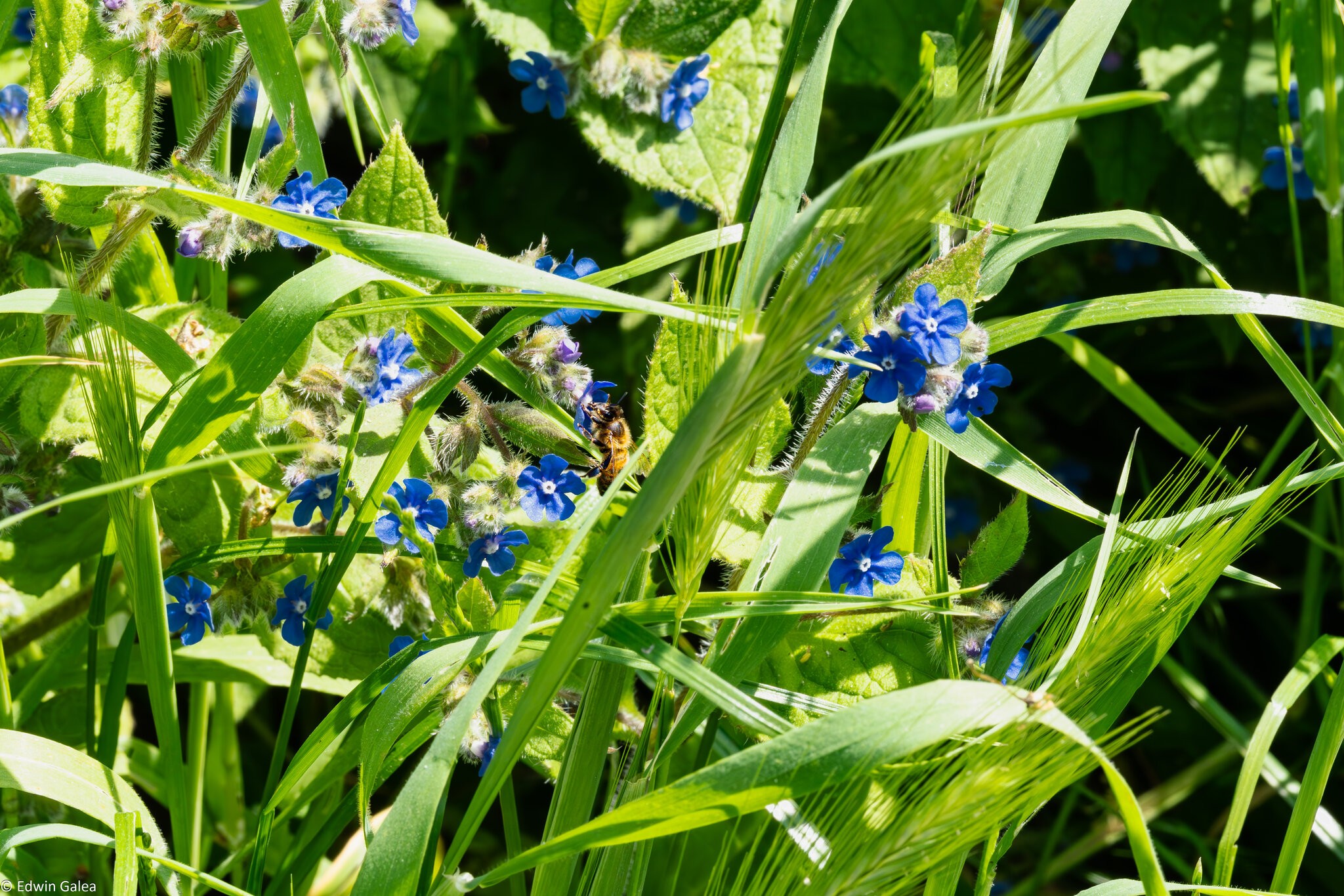 wildflower meadow-3.jpg