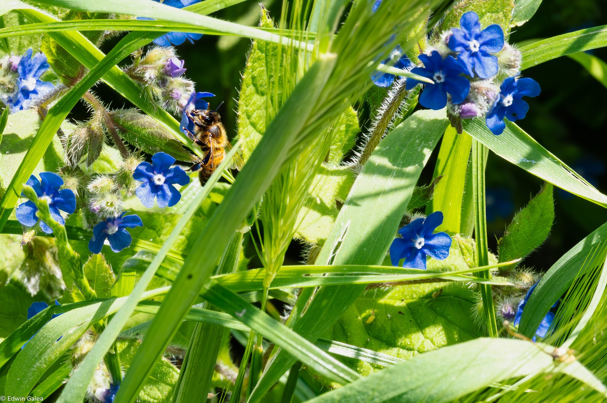 wildflower meadow-5.jpg