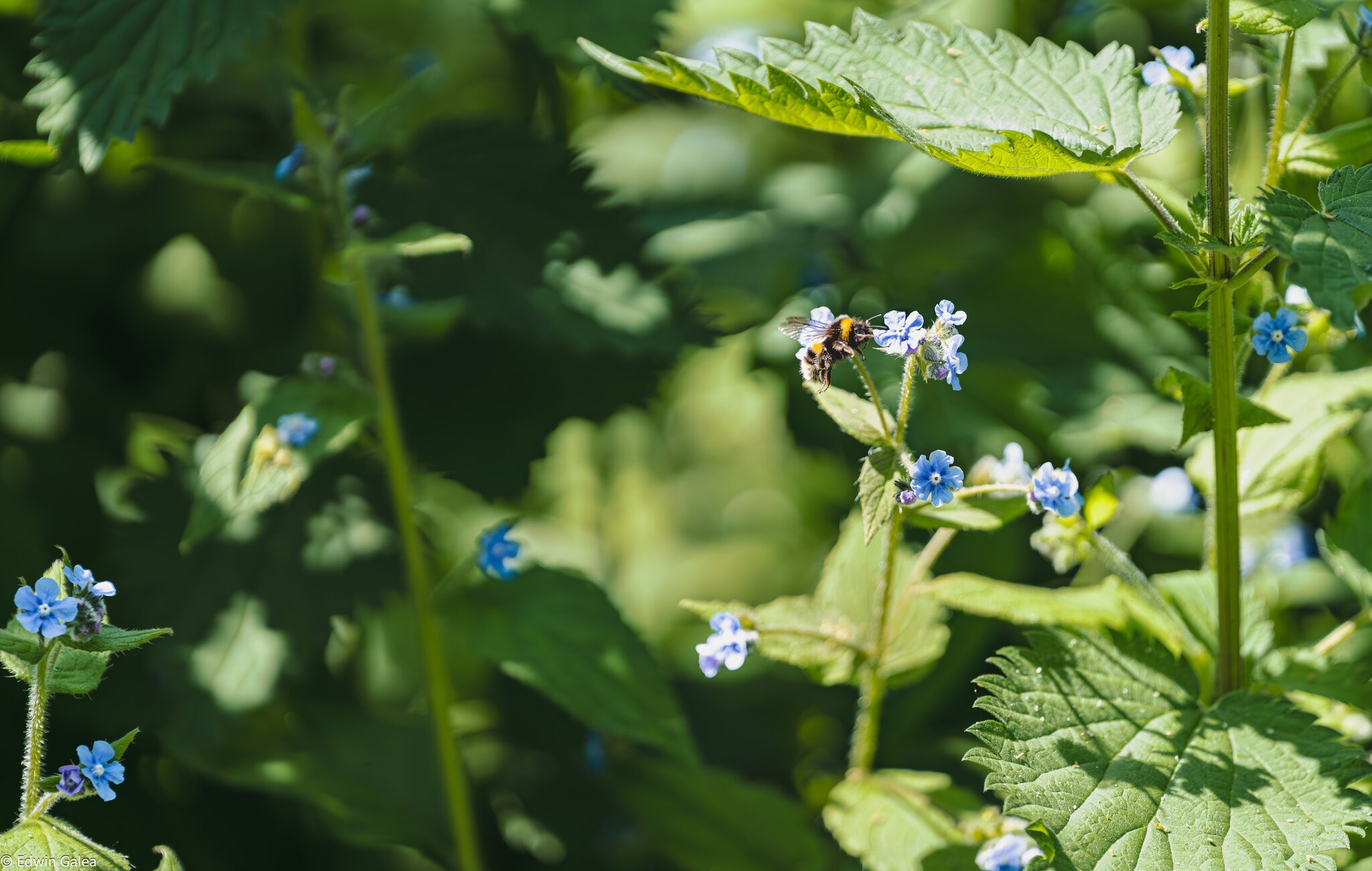 wildflower meadow-6.jpg