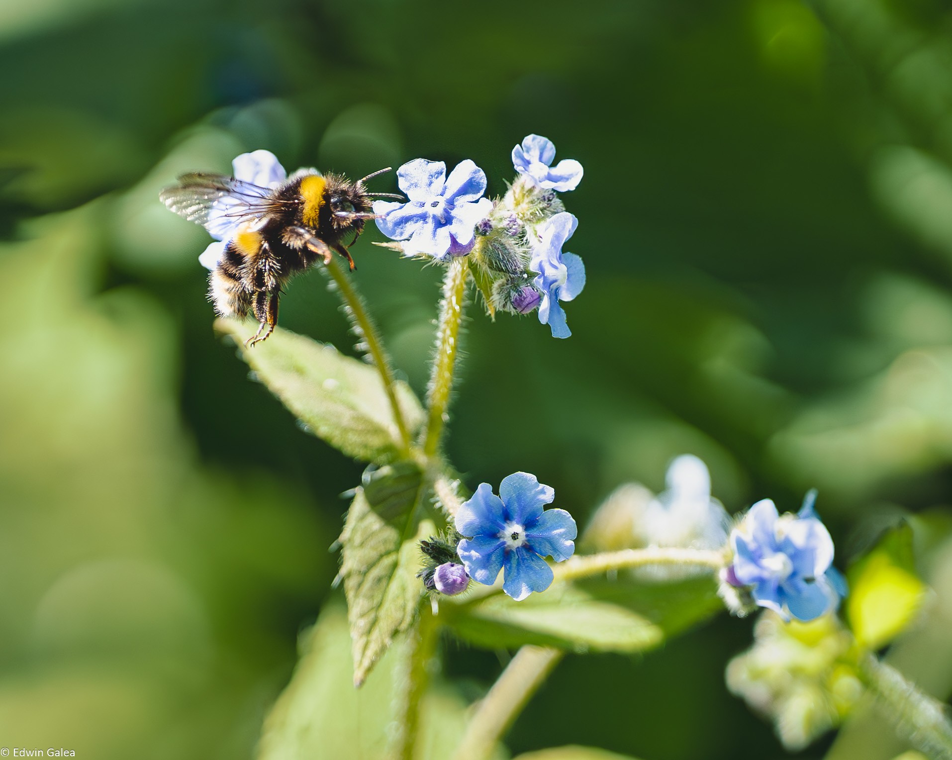 wildflower meadow-8.jpg