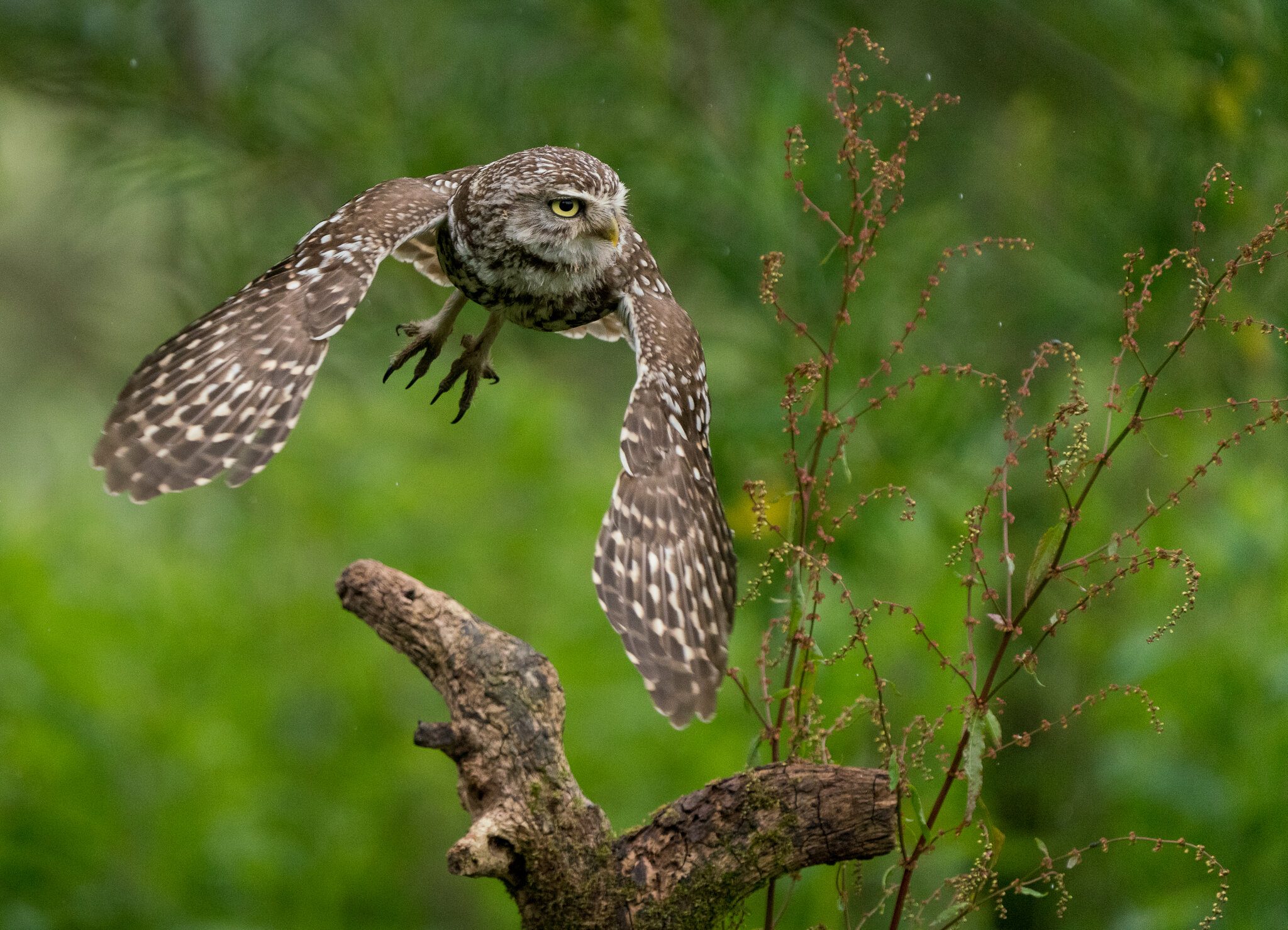 Wildlife At Sheppey (54 of 183)-Edit.jpg