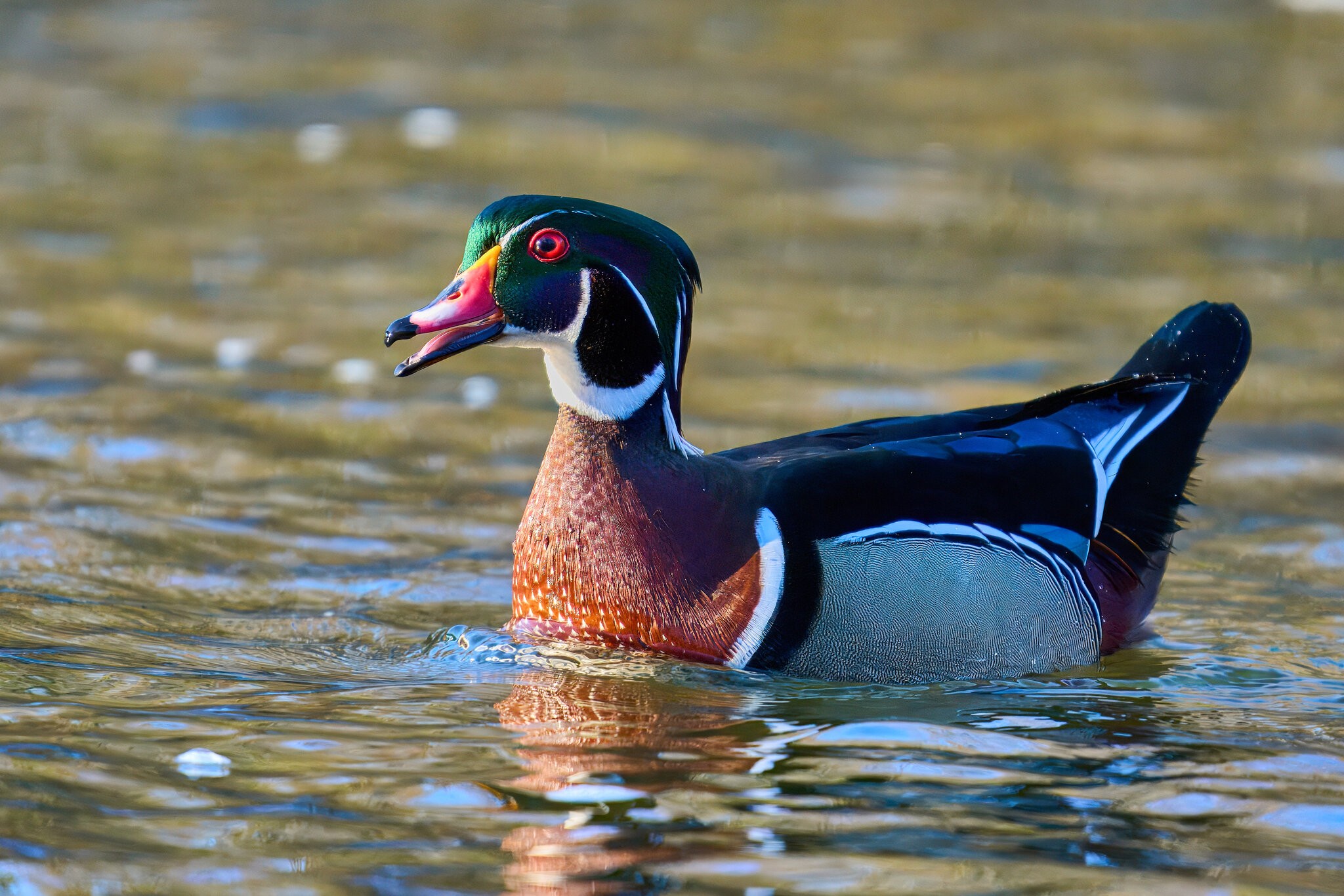 Wood Duck - Brandywine - 03022025 - 02 - rDN.jpg