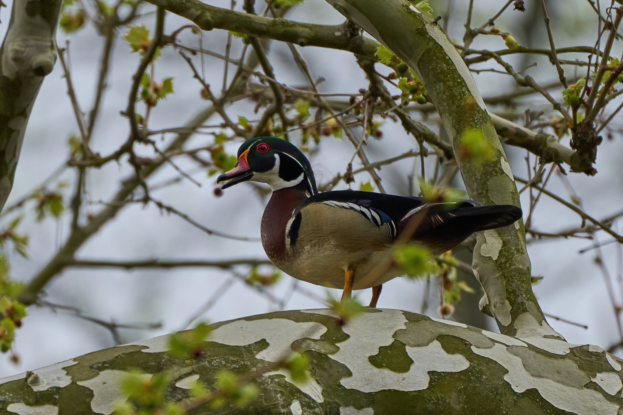 Wood Duck - Brandywine - 04152023 - 02-DN.jpg