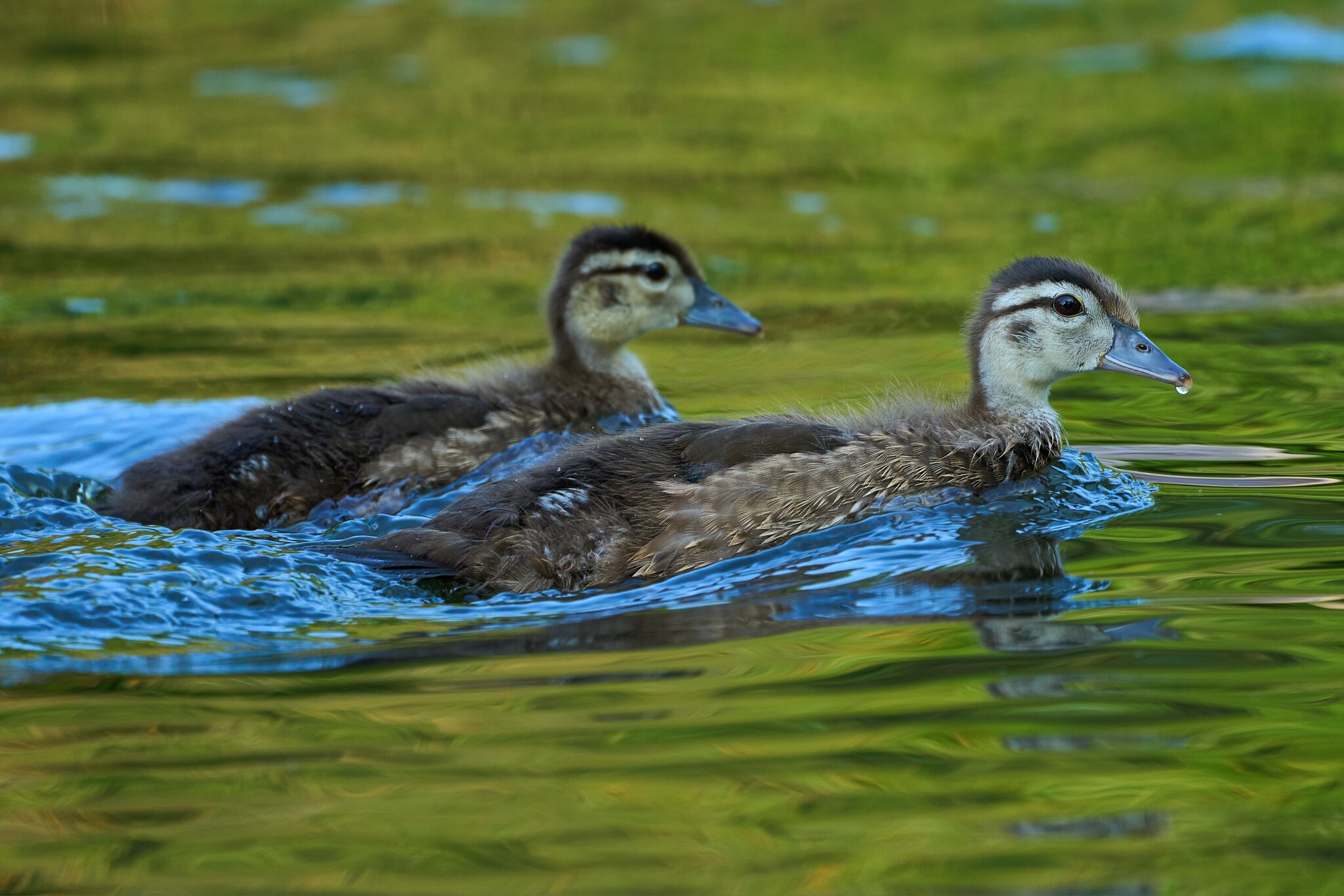 Wood Duck - Brandywine - 06182023 - 11- DN.jpg