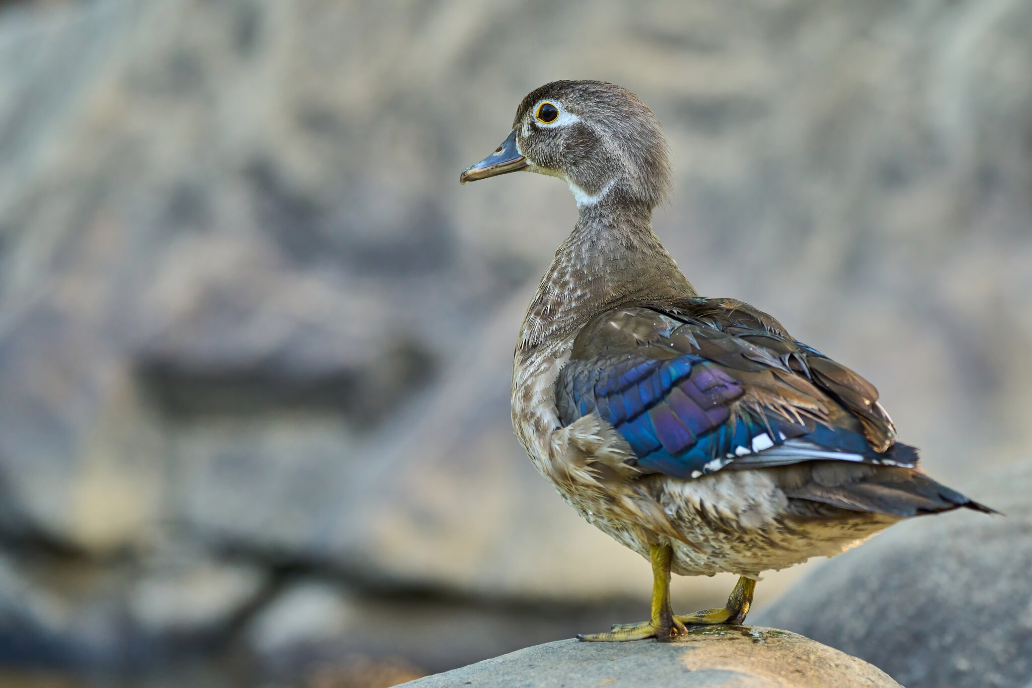 Wood Duck - Brandywine - 06182023 - 12- DN.jpg