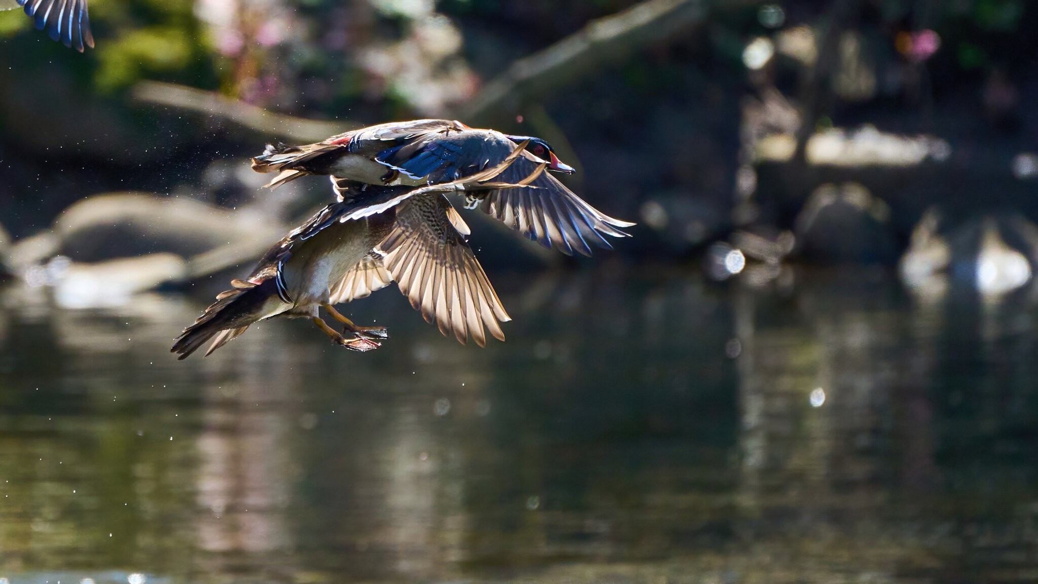 Wood Duck - Brandywine Park - 04012023 - 41-DN.jpg