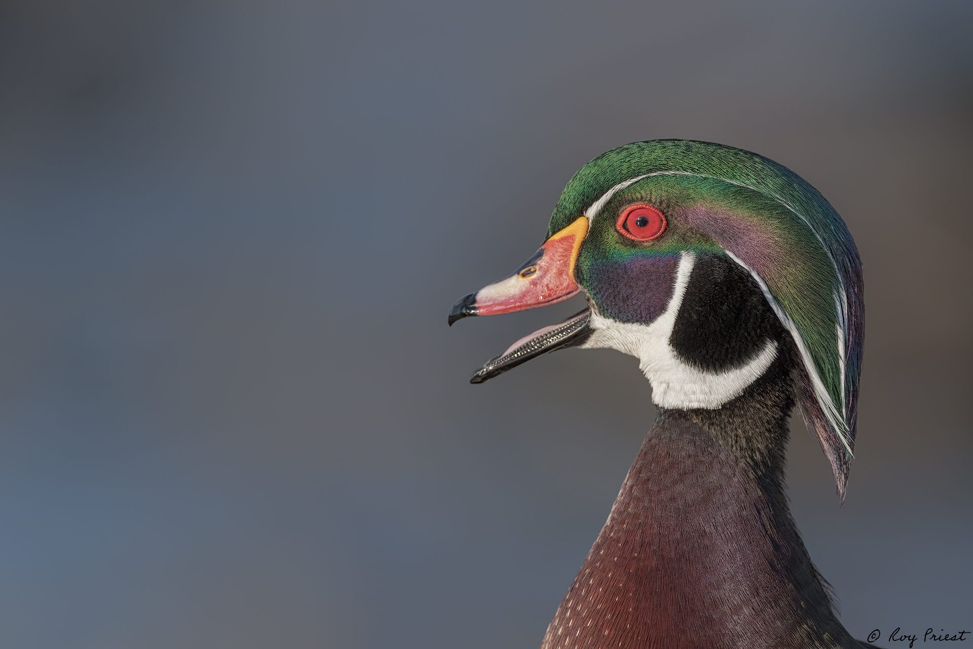 Wood-Duck-ROY-1A-9756.jpg