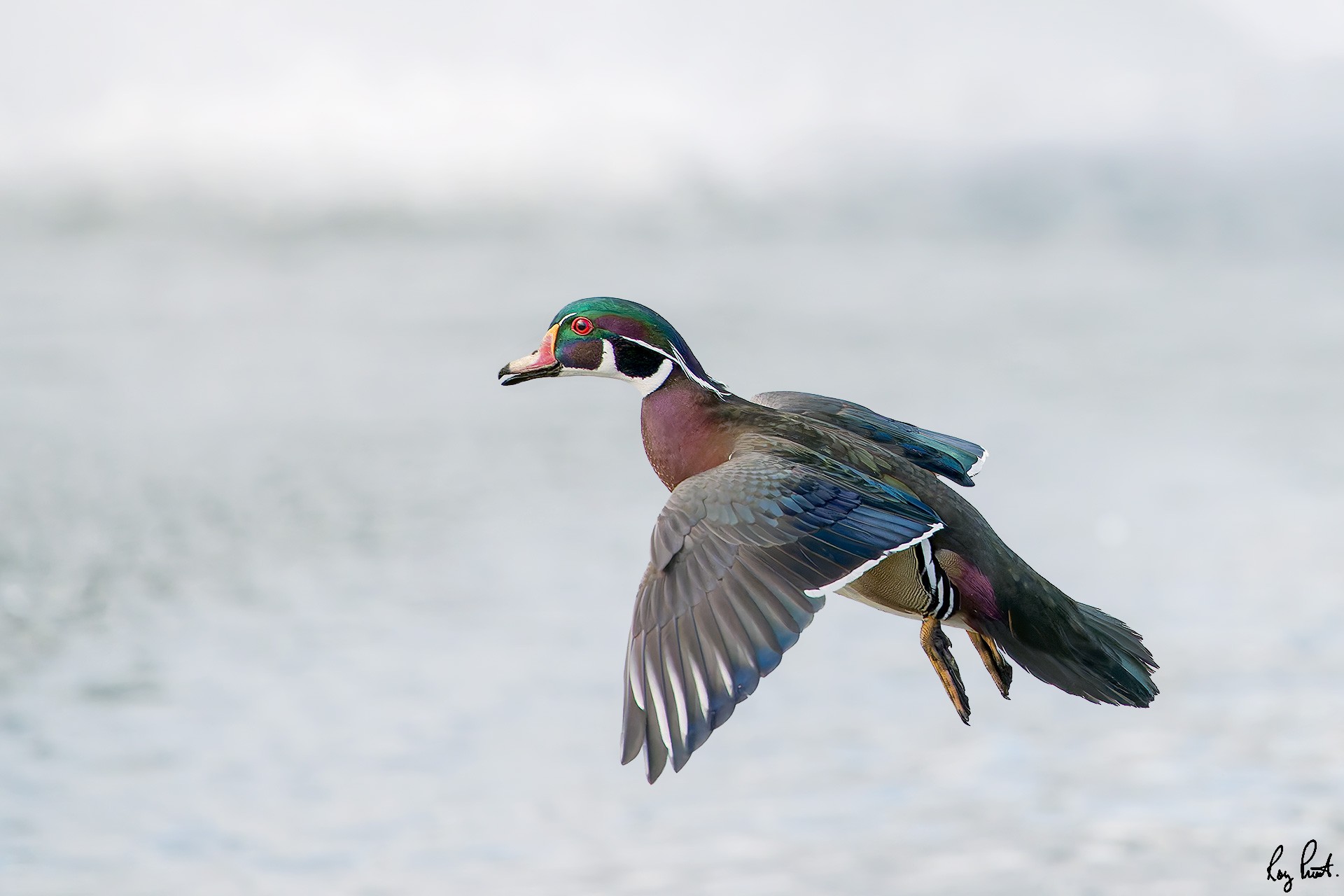 Wood-Duck_DSC6179-Edit.jpg