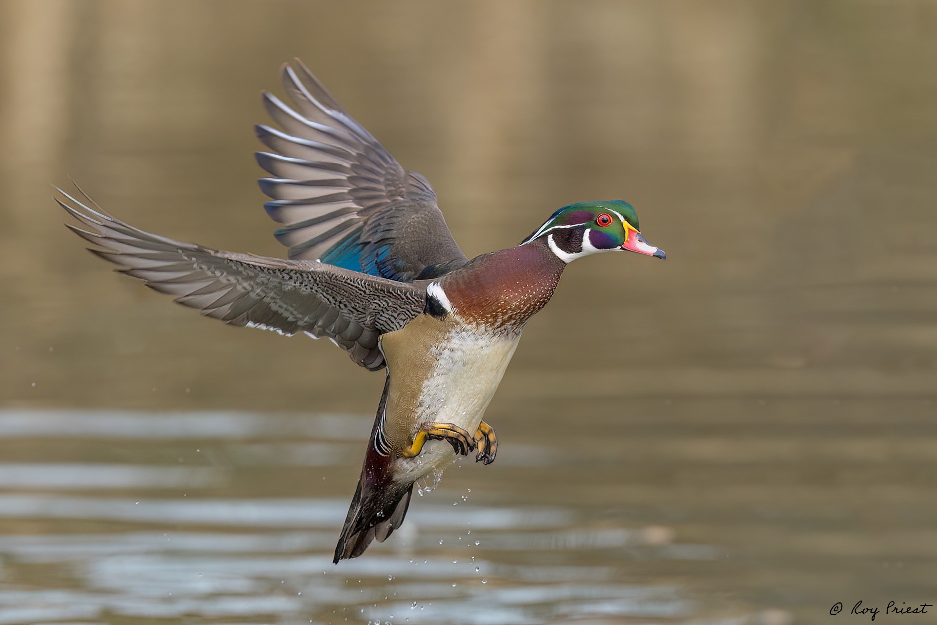 Wood-Duck_RP11403--Edit.jpg