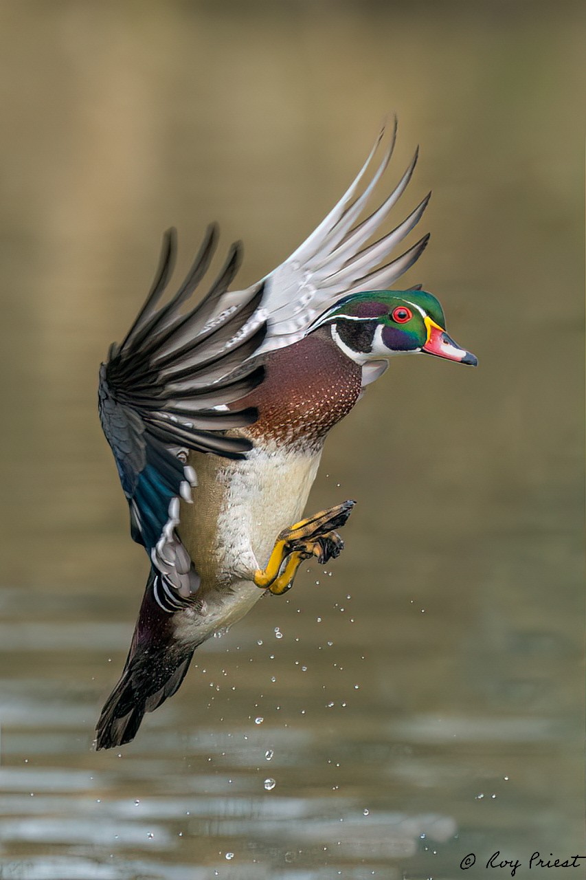 Wood-Duck_RP11405--Edit.jpg