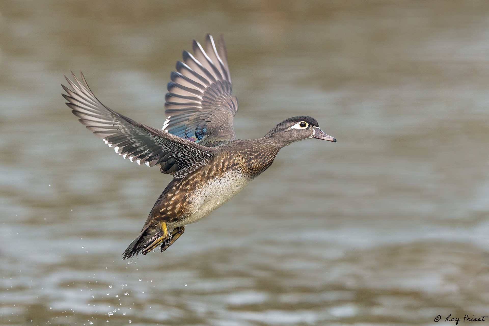 Wood-Duck_RP11540--Edit.jpg