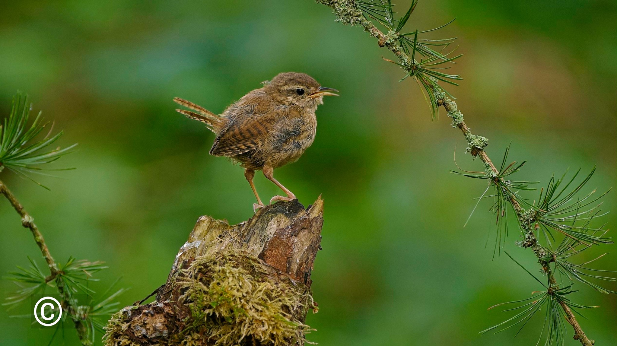 Wren 11 Aug 23.jpg