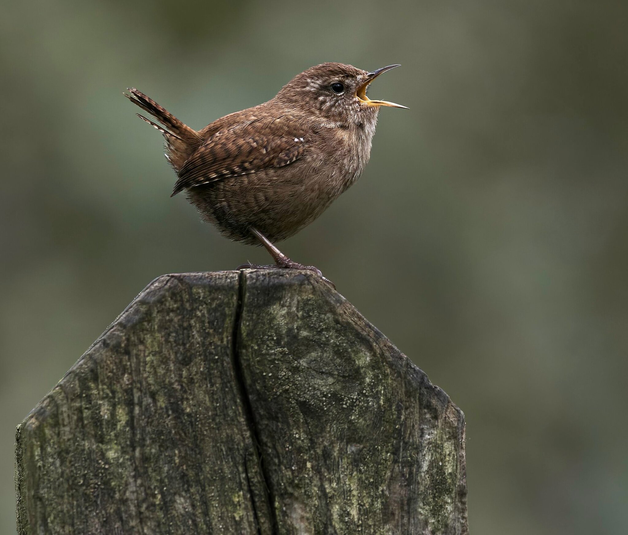 Wren Singing.jpg