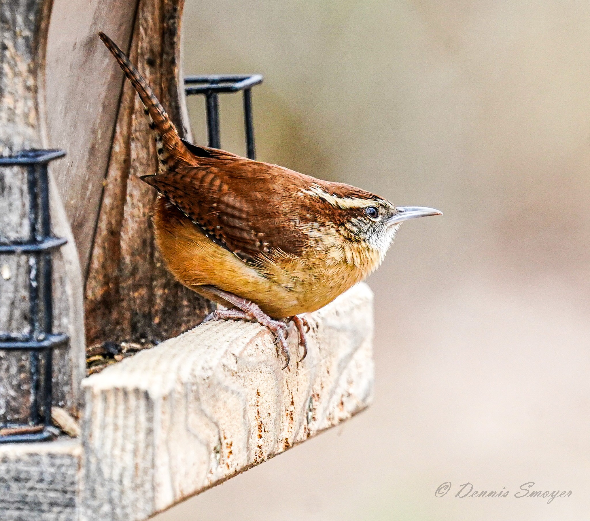 Wren