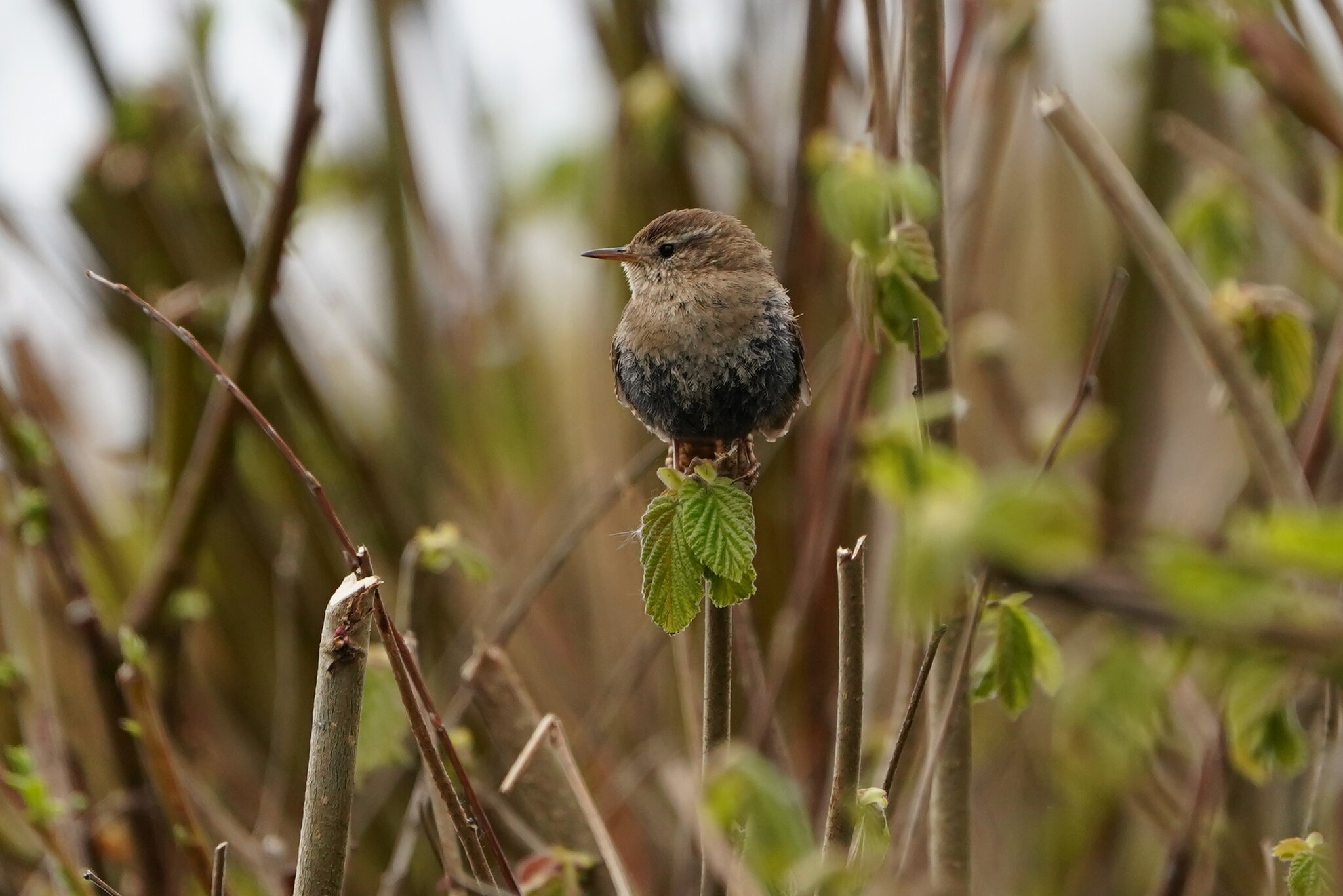 Wren