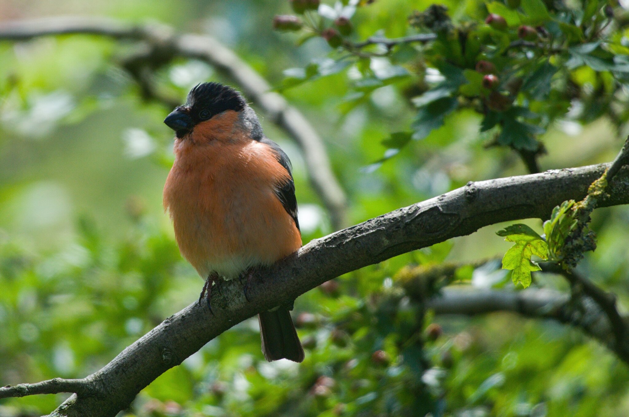 WWF Bullfinch Male July 20212021WWF Bullfinch Male July 2021 C.jpg