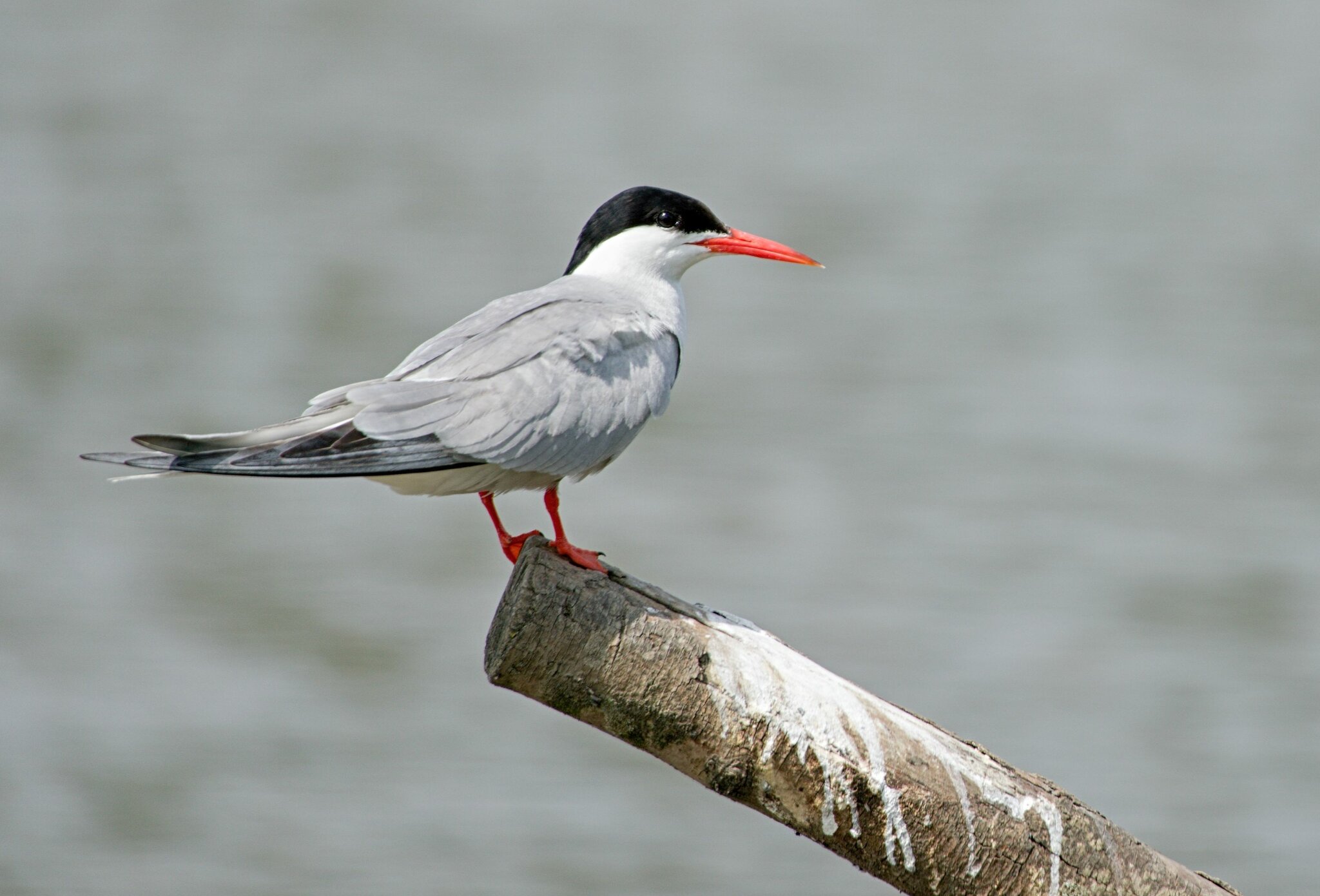 WWF Common Tern July 20212021WWF Common Tern July 2021 A.jpg