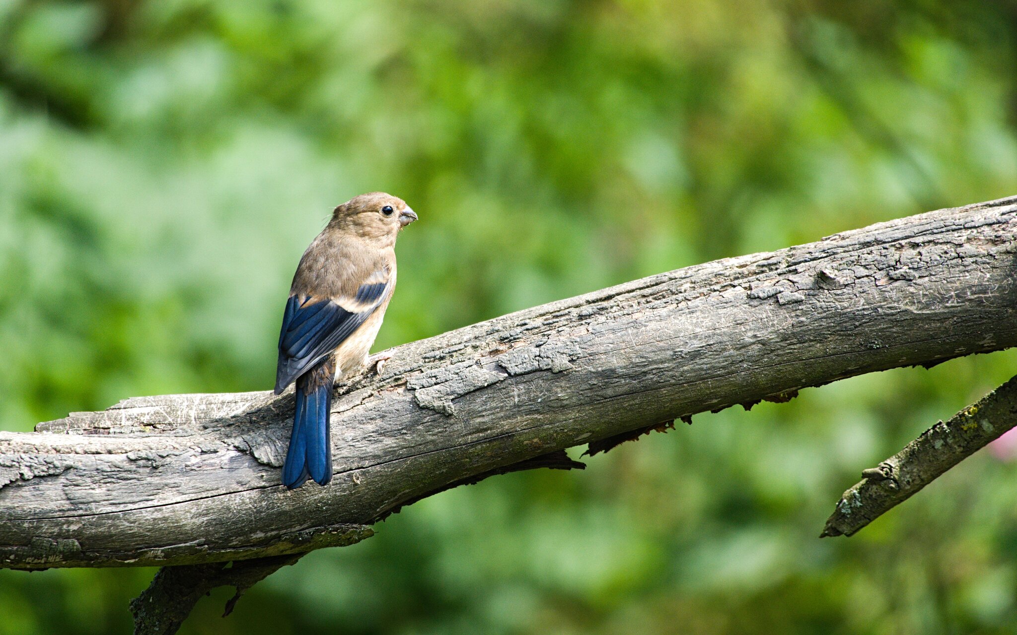 WWF Female Bullfinch July 2021.jpg