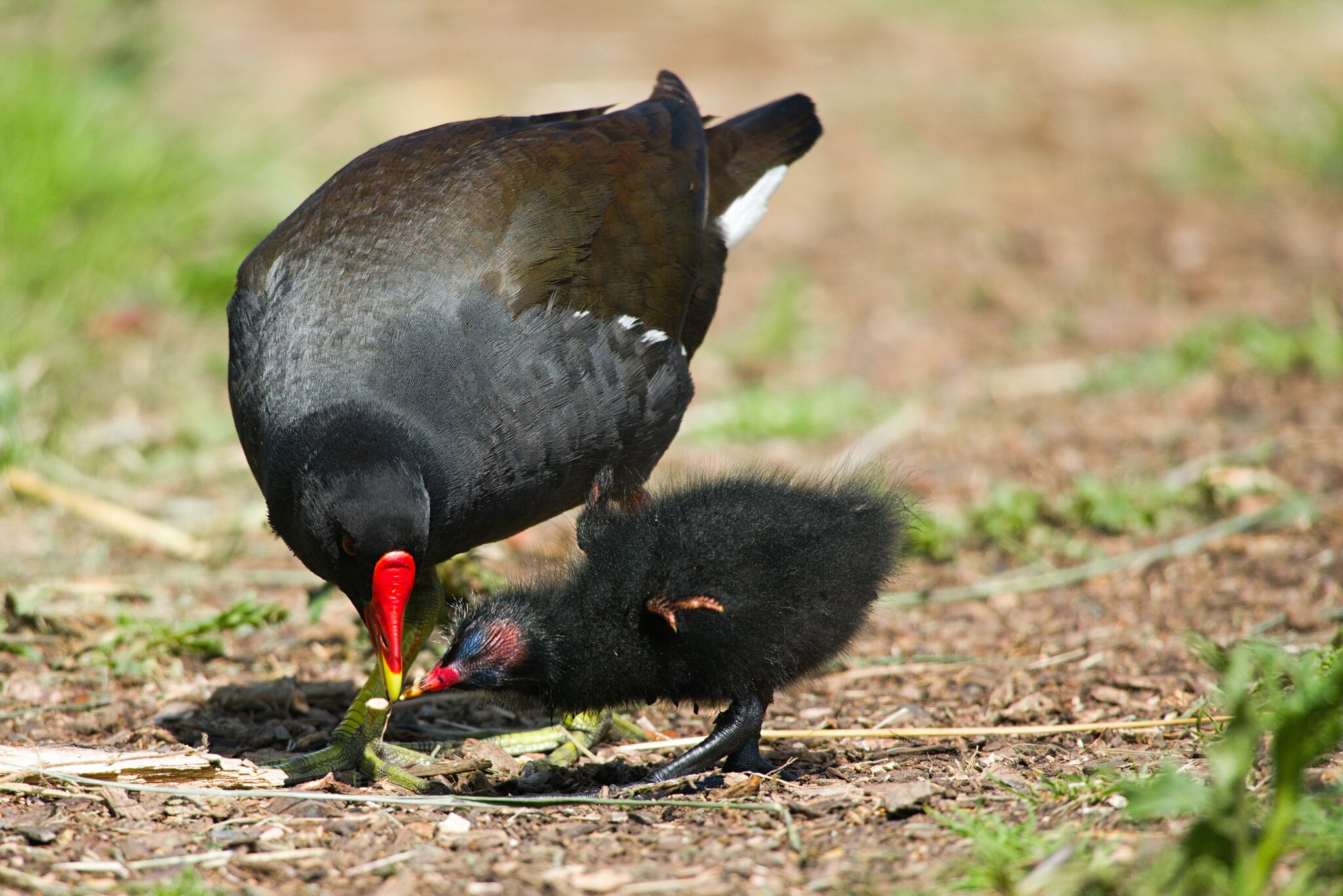 WWF Male Moorhen July 2021.jpg