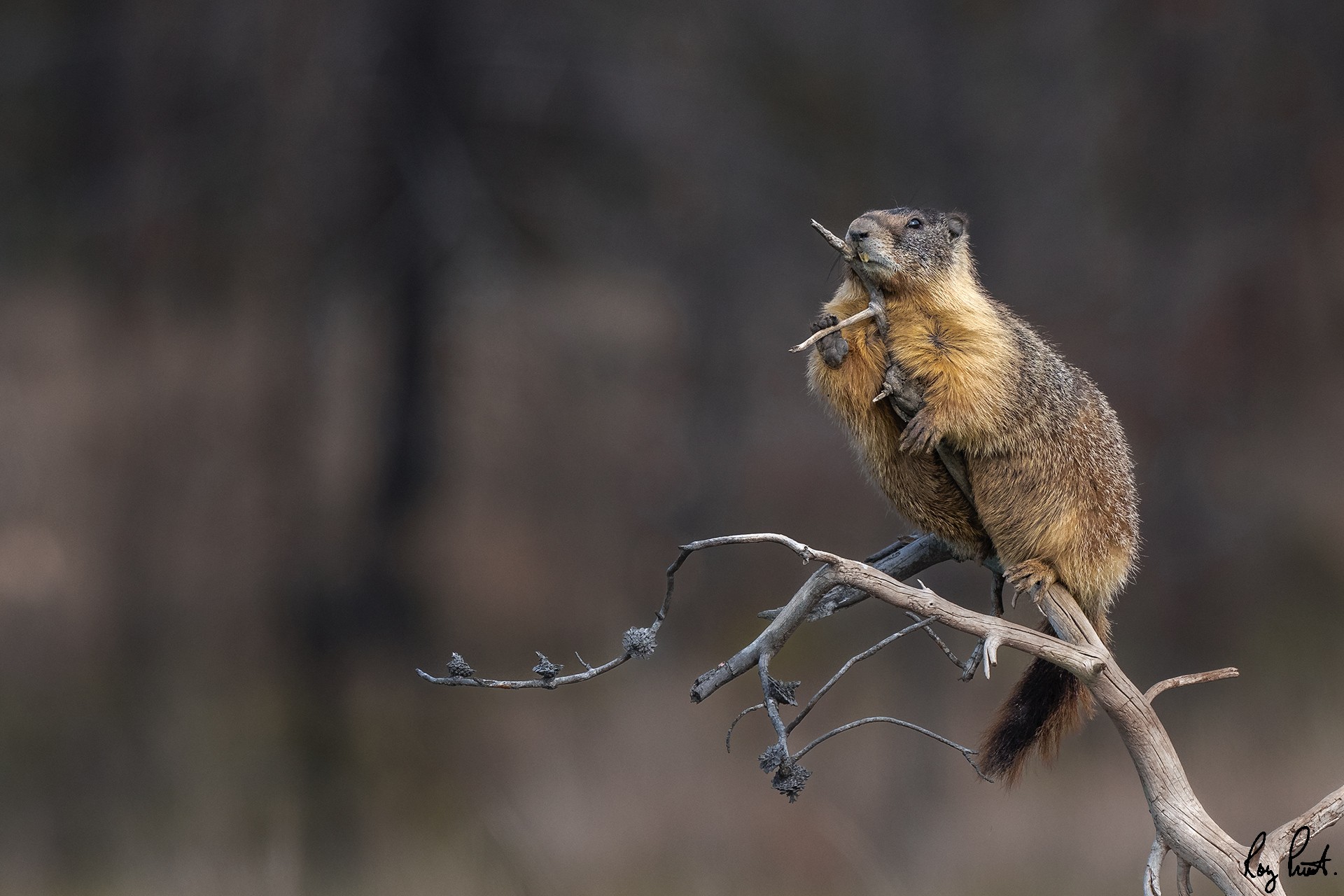 Yellow-bellied-marmot-0704.jpg