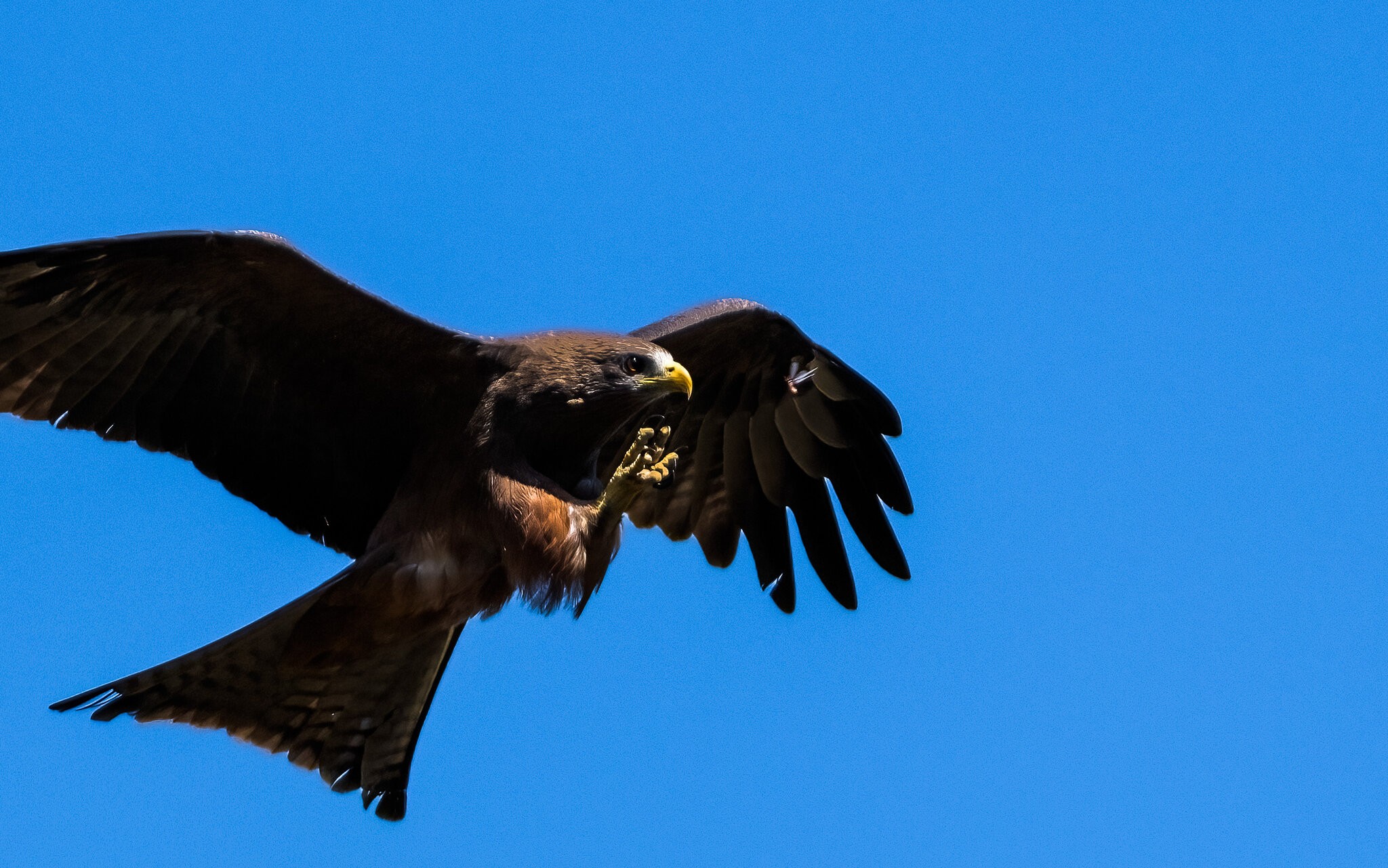 yellow billed kite.jpg