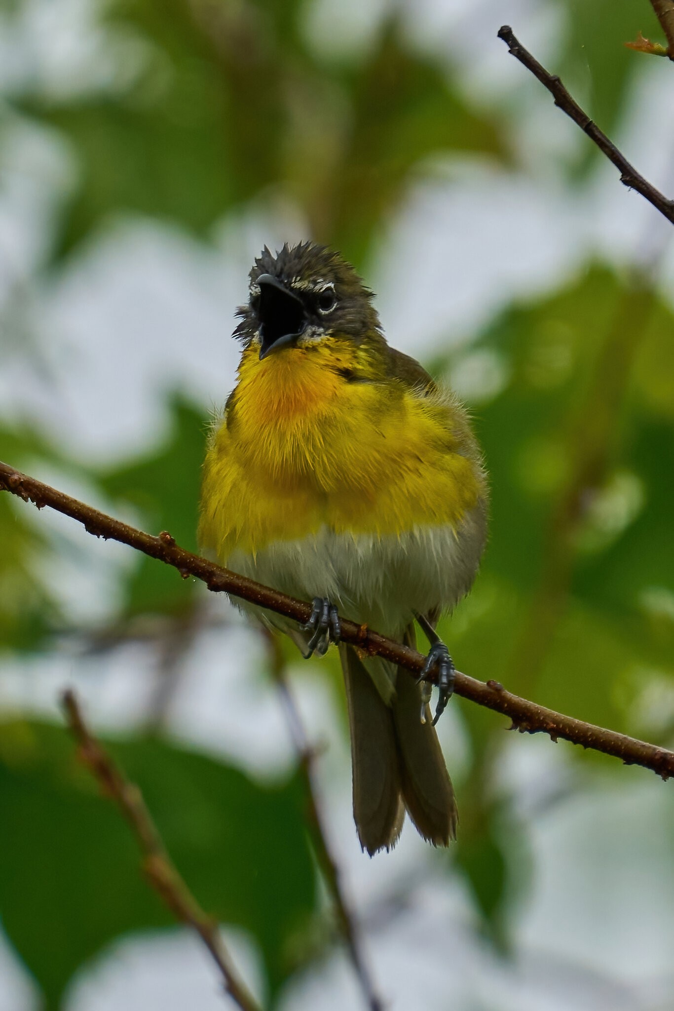 Yellow-Breadted Chatt - Bonbay Hook NWR - 05202023 - 11-DN.jpg