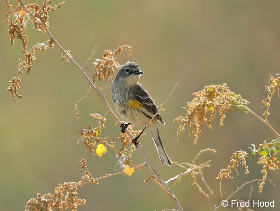 yellow rumped warbler S4991.JPG