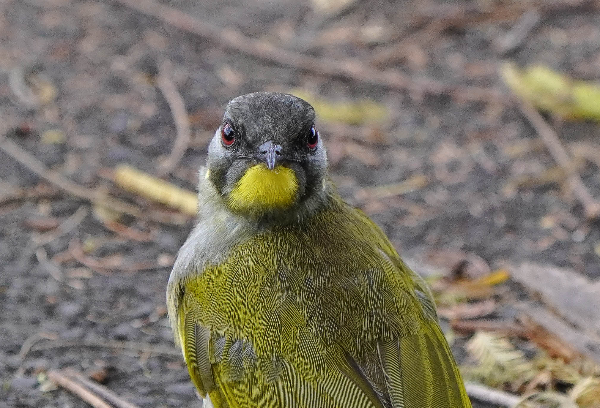 Yellow throat looking.jpg