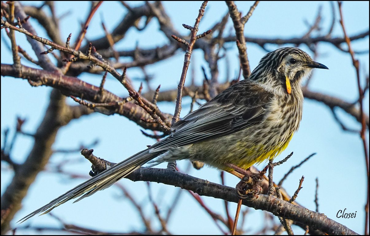 Yellow Wattlebird 2.jpg