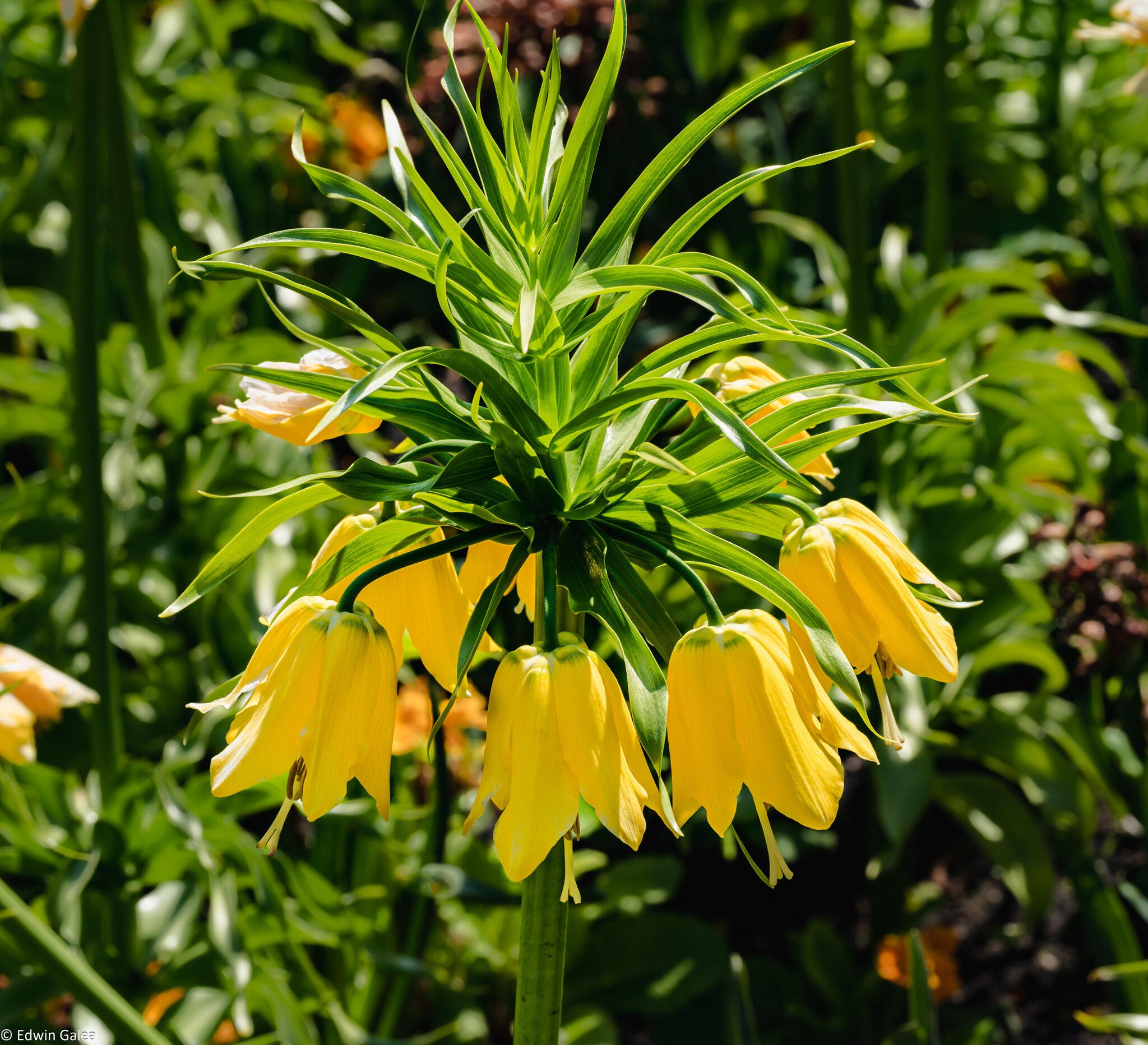 yellow_bells-1.jpg