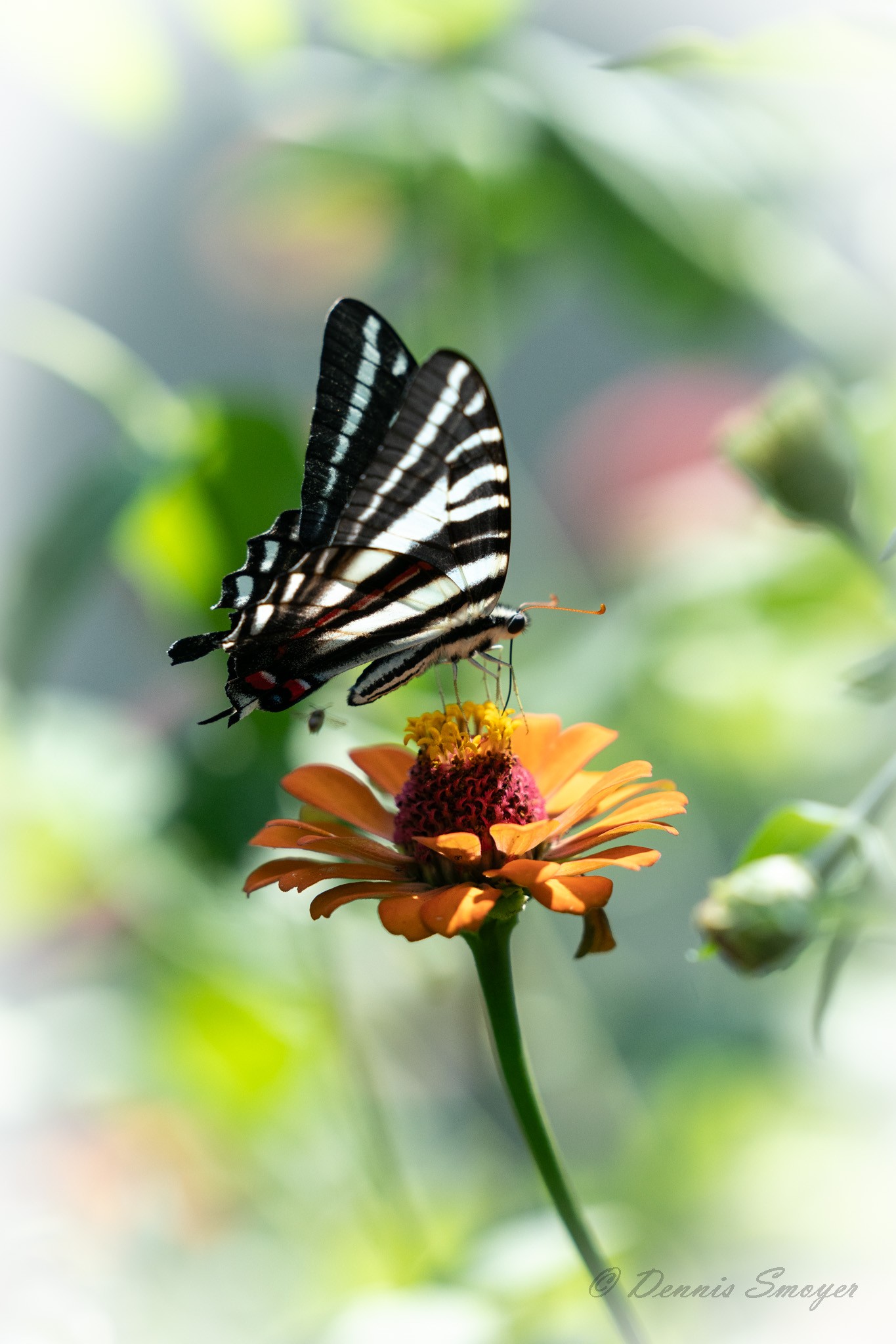 Zebra Swallowtail